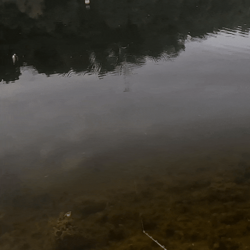 Nimbull BFS Glide   *PREORDER