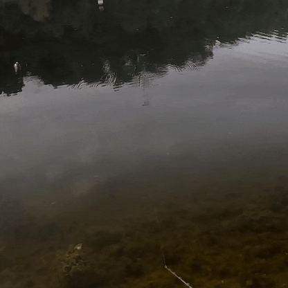 Nimbull BFS Glide   *PREORDER