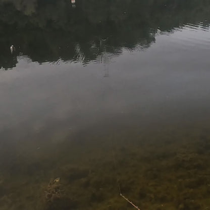 Nimbull BFS Glide   *PREORDER